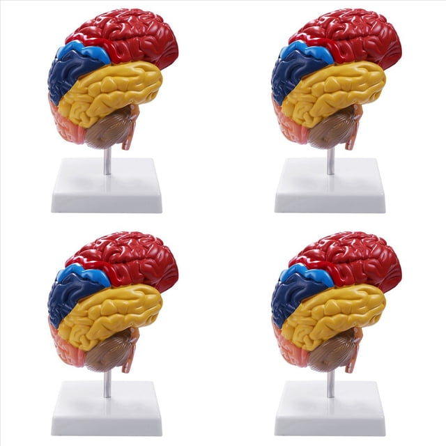 4X Modelo AnatóMico Cerebral AnatomíA 1: 1 Medio Cerebro Tallo Cerebral Suministros de Laboratorio de Enseñanza MéDica