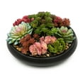thumbnail image 5 of Better Homes & Gardens Artificial Mixed Succulent in Black Round Ceramic Bowl, 9", 5 of 11