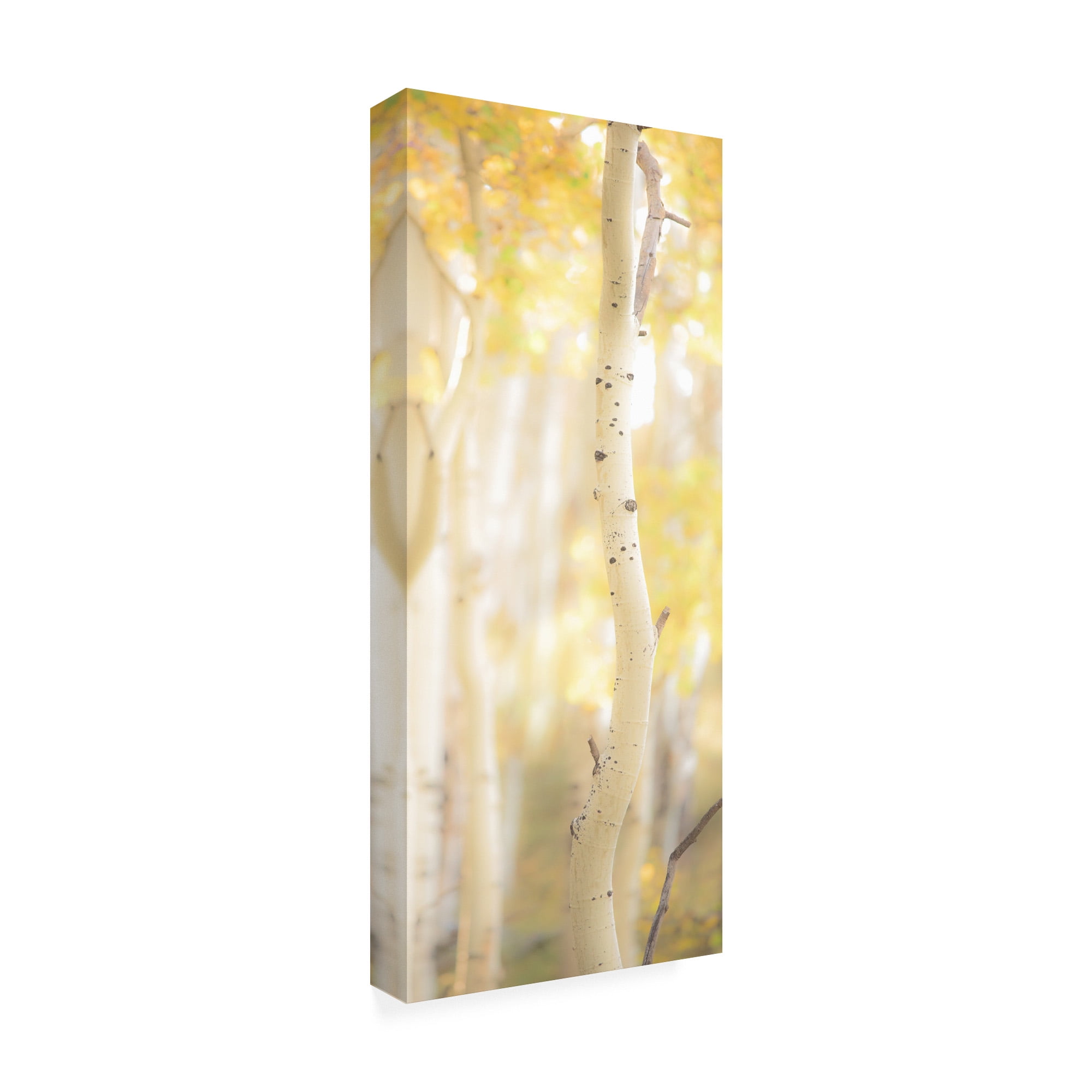Trademark Fine Art 'Yellow Birch 3' Canvas Art by Dan Ballard