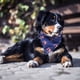 thumbnail image 5 of Paquete de 2 pañuelos para perros del 4 de julio, suministros para fiestas caninas del Día de la Independencia, bufanda triangular para mascotas, pañuelo para la cabeza para mascotas, 5 of 5