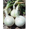 thumbnail image 3 of TomorrowSeeds - Snowball White Onion Sets (Bulbs) Seeds - 1/2 Pound - Variable Set Sizes, 3 of 11