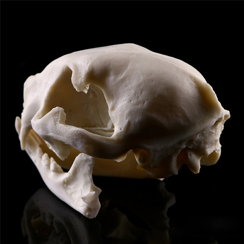 Unique Replica Cat Realistic Resin Skull Model Decorative Halloween Gifts 