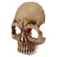 thumbnail image 5 of Lámpara De Noche De Calavera, Luz Nocturna De Esqueleto De Resina De Brillo Ajustable Para Halloween. Obra Decorativa única En Salón, Dormitorio, Bar., 5 of 7