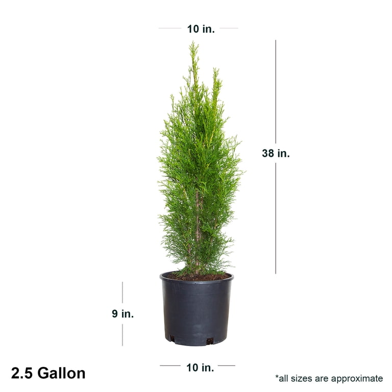 Expert Gardener Emerald Green Arborvitae (2.5 Gallon) Evergreen