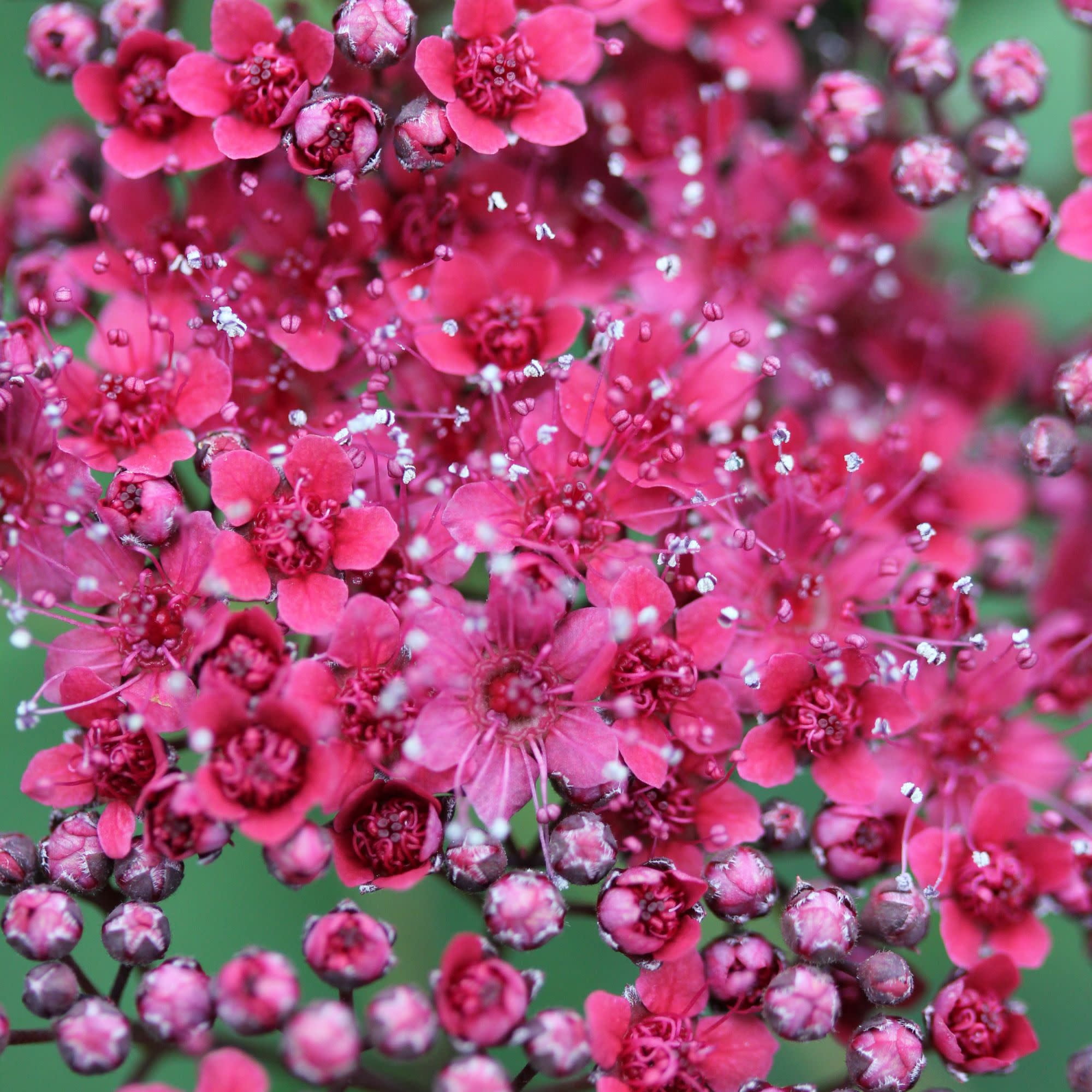 Proven Winners ColorChoice 5" Double Play Red Spirea Live Plant in 4.5" Pot (4 Count)