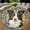 Border Collie1, variant on Circle Area Rug, Brown Pitbull Washable Non-Slip Floor Carpet, Soft Rug for Living Room Bedroom Decor 24 Inch
