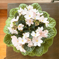thumbnail image 5 of White Africa Violets Live Plant for Planting Indoor Outdoor, White Blooming Violet, Africa Violet Flowers, 4 Inch Pot, 5 of 6
