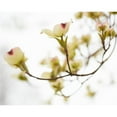 thumbnail image 3 of McLoughlin, James 14x12 Black Modern Framed Museum Art Print Titled - Dogwood Detail III, 3 of 5