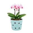 thumbnail image 1 of Maceta De Cerámica Esmaltada Para Orquídea Agua, 1 of 6