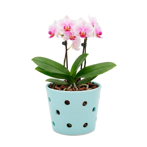 Maceta De Cerámica Esmaltada Para Orquídea Agua