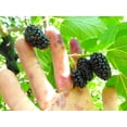 thumbnail image 4 of TomorrowSeeds - Black Mulberry Tree Seeds - 200+ Count - For 2026 Planting Morus Nigra Huge Sweet, 4 of 10