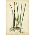 thumbnail image 2 of Curtis 13x18 Gold Ornate Wood Framed with Double Matting Museum Art Print Titled - Antique Cattail II, 2 of 4