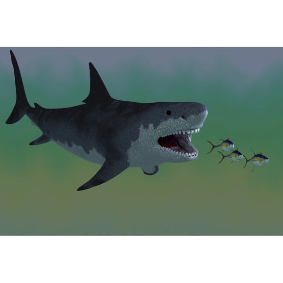 Several Tuna fish try to escape from a huge Megalodon shark Poster Print