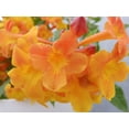 thumbnail image 2 of Sun Trumpets Tecoma Orange 4 Inch Pot, 2 of 6