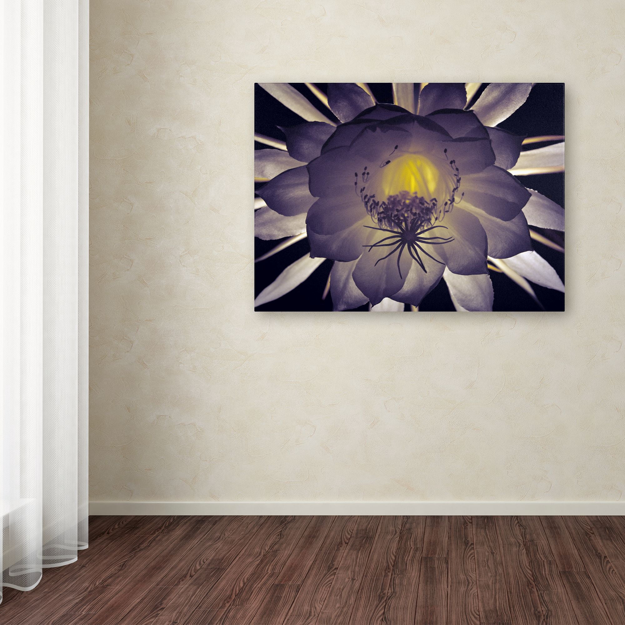 Trademark Art "Floral Contrast" Canvas Art by Kurt Shaffer
