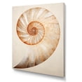 thumbnail image 2 of Designart "Curves Of Copper In Nautilus Spiral I" Nautilus Canvas Prints, 2 of 7