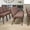Brown Dot Fabric/Gold Vein Frame, variant on Emma + Oliver 21"W Stacking Church Chair in Crimson Fabric - Silver Vein Frame