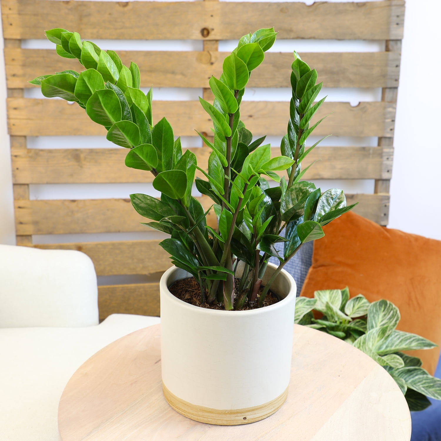 ELEMENT by Altman Plants 6in ZZ Live Plant in Grower Pot