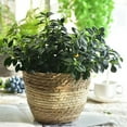 thumbnail image 2 of Pot de Plantation en Paille Respirant Robuste Utile, 2 of 4