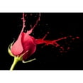 thumbnail image 2 of wall26 - red Rose with red Splashes on Black Background - Removable Wall Mural | Self-Adhesive Large Wallpaper - 100x144 inches, 2 of 6