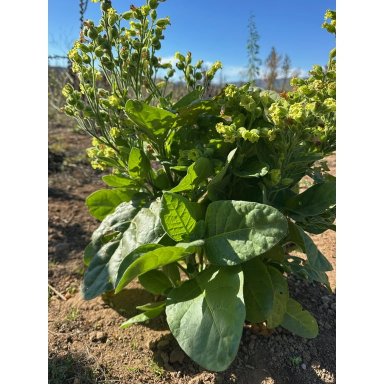 does tobacco contain arsenic New Report Details How Tobacco… does tobacco contain arsenic New Report Details How Tobacco…