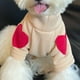 thumbnail image 1 of Suéter de amor con forro polar de otoño e invierno, ropa cálida y gruesa de verano para mascotas, perros, gatos, perros pequeños y osito de peluche, 1 of 1