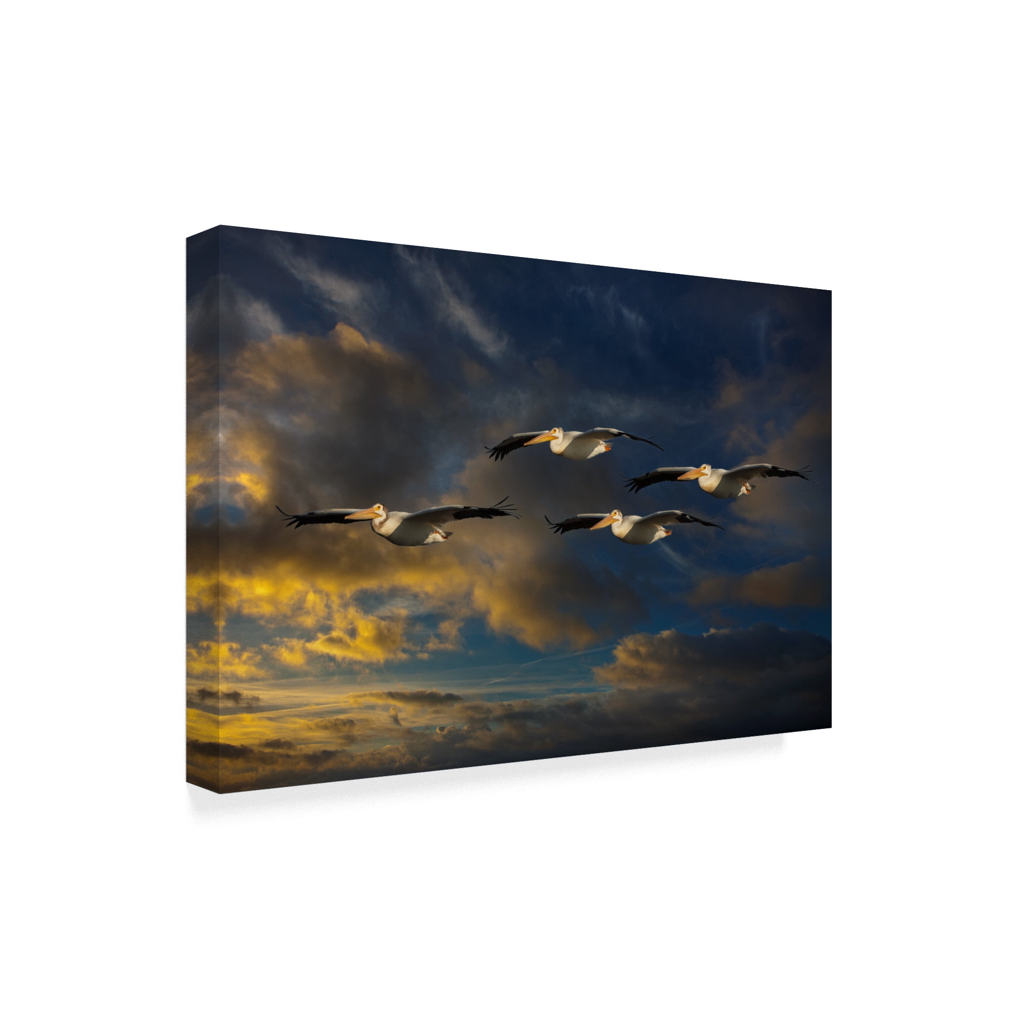 Trademark Fine Art 'Pelican Foursome' Canvas Art by Galloimages Online