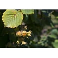 thumbnail image 6 of Organic Roasted Blanched Hazelnuts, 0.75 Pounds - Non-GMO, Vegan, Kosher - by Food to Live, 6 of 6
