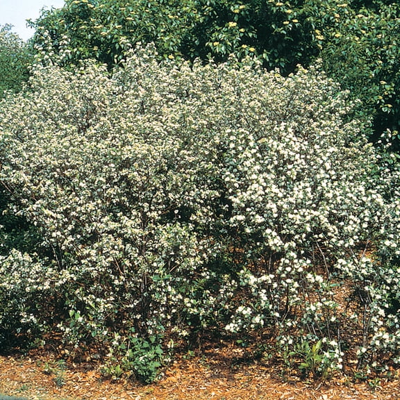 Direct Gardening Black Chokeberry Dormant Bare Root Ornamental Starter Shrub