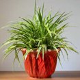 thumbnail image 2 of Spider Plant Reverse, 2 of 7