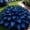 A, variant on Hardy Perennial - Midnight Blue Hosta Bulbs - Low Maintenance - Ideal for Yard Landscaping, Plant Hangers