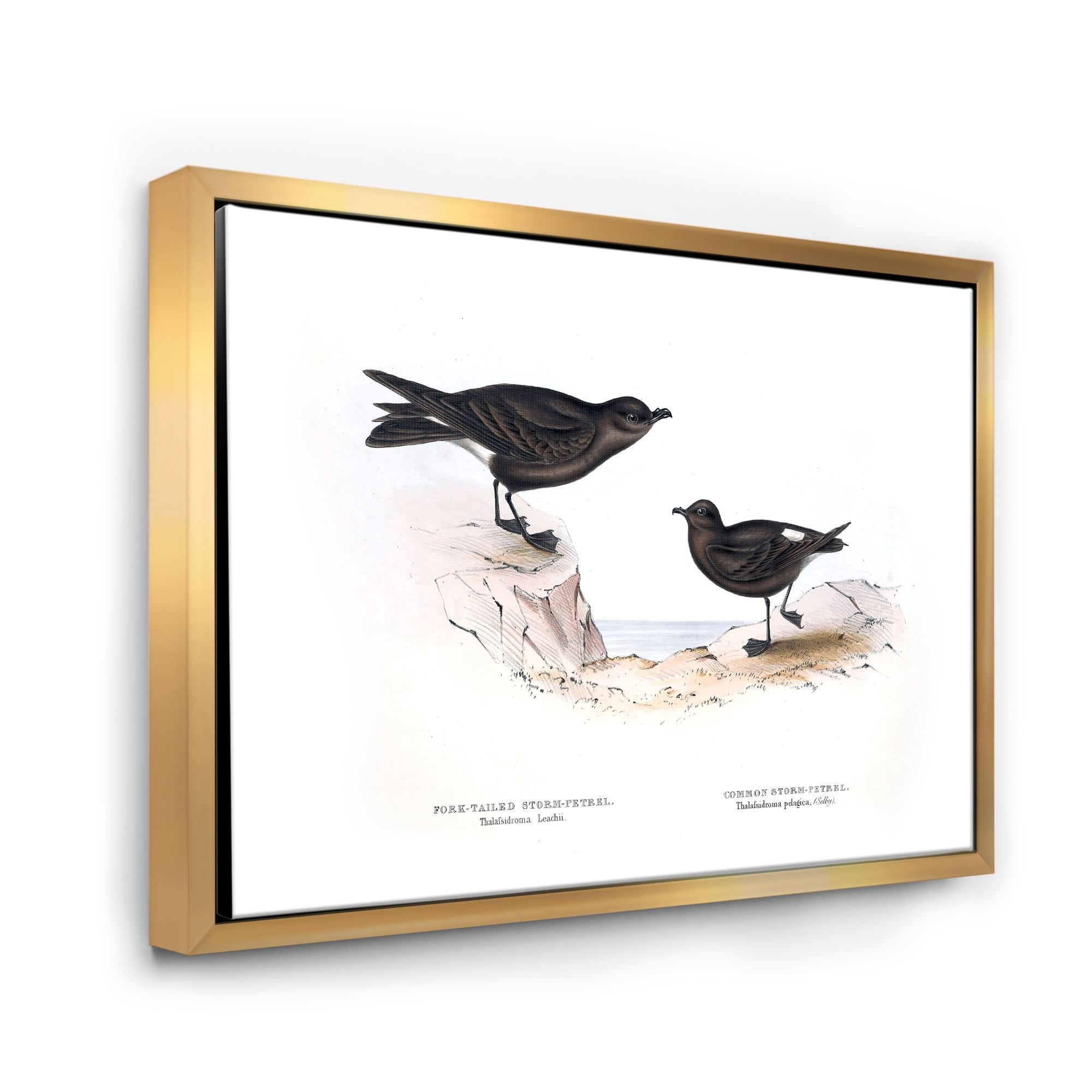 Ancient Bird Of Europe III 32 in x 24 in Framed Painting Canvas Art Print, by Designart
