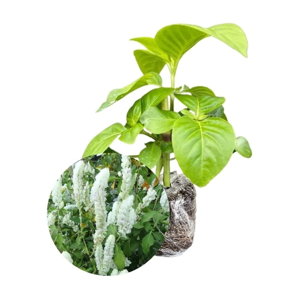 White Justicia Carnea Shrimp Plant 4 to 8 Inches Tall, Shrimp Plants for Indoor and Outdoor Gardening