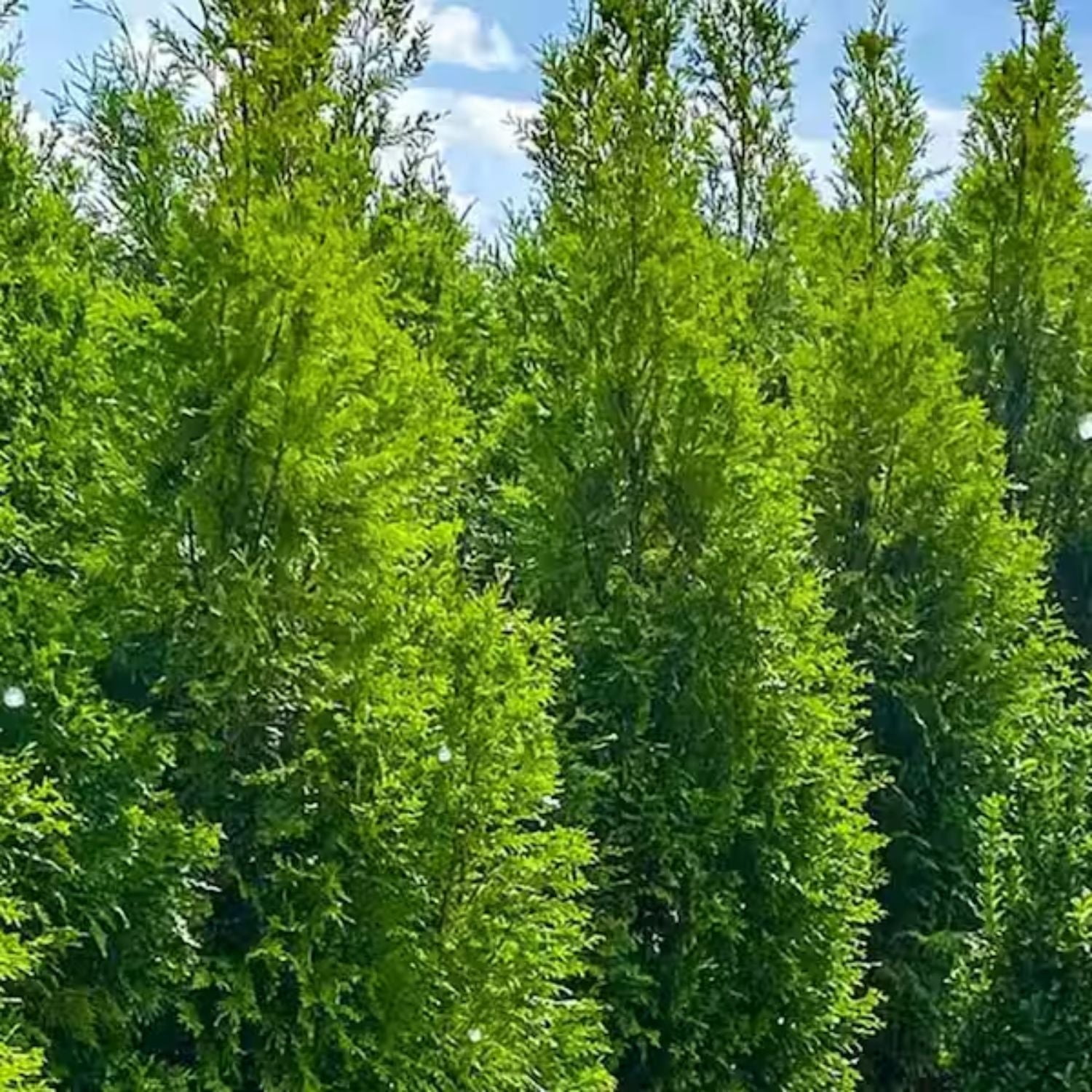 Expert Gardener 2-3 ft. tall Thuja Tall Guy Live Tree