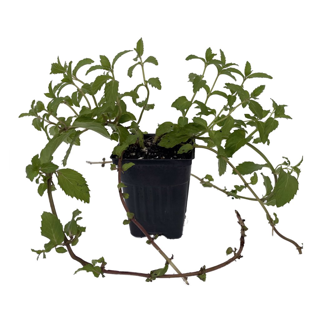 Swiss Mint Mentha x piperita �Swiss� Live Plant 4