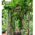 thumbnail image 3 of TomorrowSeeds - Sponge Luffa Gourd Seeds - 20+ Count - For 2025 Planting Smooth Dishcloth Dish Rag, 3 of 9