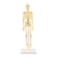 thumbnail image 1 of Modelo de Cuerpo humano Baoblaze Anatomía 3 Piezas, 1 of 8