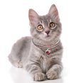 thumbnail image 3 of Pet Cat Collar Dog Necklace Metal Diamond Necklace Small And Medium Dogs Anti Chewing Chain Pet Accessories, 3 of 7