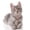 Camouflage, variant on Metal Pet Collar Easy to Apply, Green, 20-27 cm