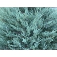 thumbnail image 5 of Juniper Burkii - 3 Live Trees - Juniperus Virginiana - Evergreen Screening Red Cedar, 5 of 8