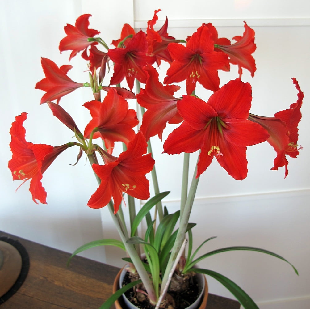 Mini Scarlet Baby Amaryllis - Brilliant Scarlet - 24/26 cm Bulb
