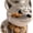 Color-3, variant on Chihuahua Candy Jar, Airtight Dog Treat Container, Pet Treat Biscuit Jar with Lid, Food Storage Kitchen Jar, a Gift for Pet Lovers