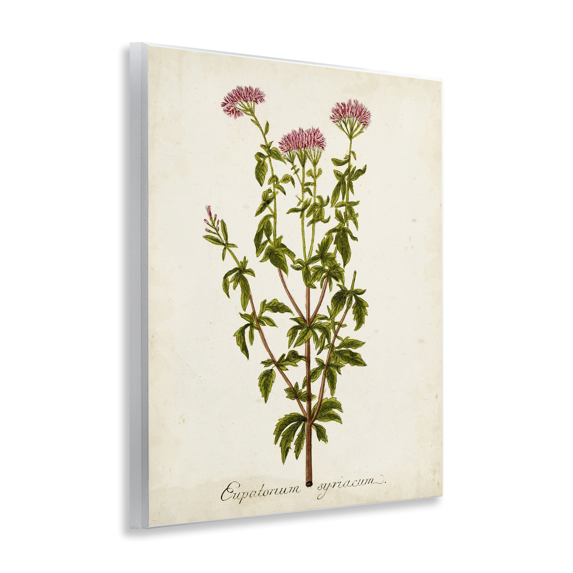 Stupell Industries Scientific Flower Study Botanical & Floral Painting Unframed Art Print Wall Art, 11 x 14