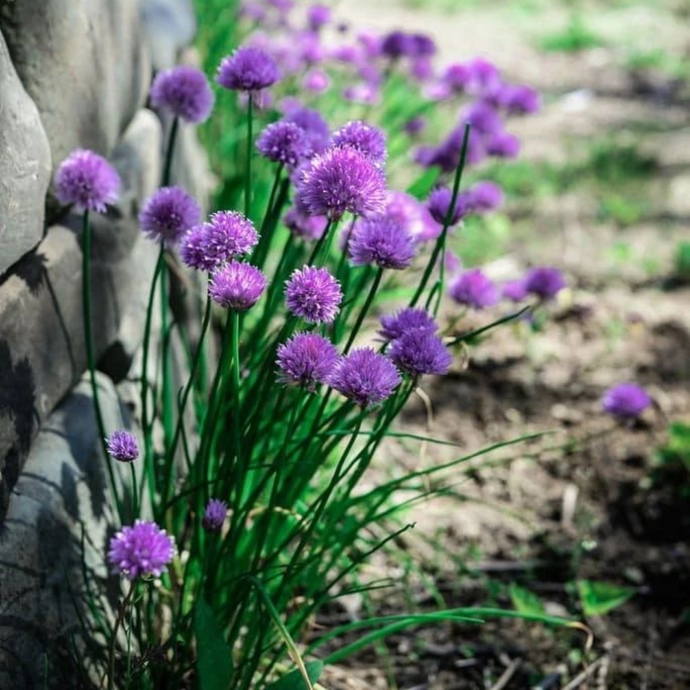 10 Mature Chive Plants Live, Hardy Garlic Chives from 3 to 5 Inch, Outdoor Indoor Planting