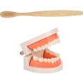thumbnail image 1 of 1 Ensemble Modèle de Soin des Dents Modèle de Brossage des Dents Modèle Éducatif pour Enfants, 1 of 9