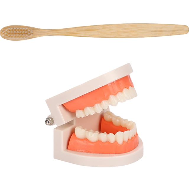 1 Ensemble Modèle de Soin des Dents Modèle de Brossage des Dents Modèle Éducatif pour Enfants