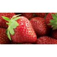 thumbnail image 4 of HJADGG Fraise Fresca Fruits Rouges Persistants pour la Plantation Non OGM, 4 of 8