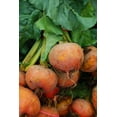 thumbnail image 2 of Burpees Golden Beet Seeds/ Annual/ Full Sun/ 2300 Seeds 1 oz/ Zellajake Farm and Garden - B182, 2 of 4