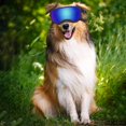 thumbnail image 5 of Gafas de sol para perros, protección UV/viento/polvo/niebla, gafas para mascotas con correa ajustable para perros medianos o grandes (paquete de 1), 5 of 5