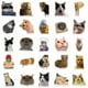 thumbnail image 3 of Paquete de 50 pegatinas de gatos bonitos, hermosas calcomanías de gatos para fanáticos del color, 3 of 4